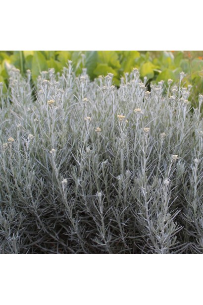 Золотоцвіт піщаний Талл Керрі 